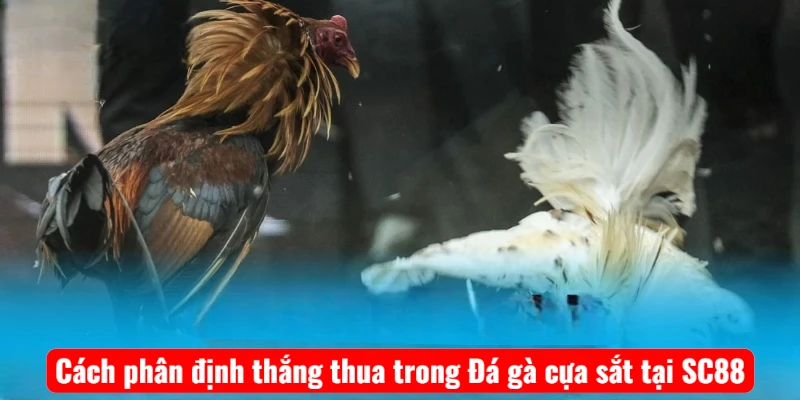 Cách phân định thắng thua trong Đá gà cựa sắt tại SC88