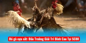 Đá gà cựa sắt: Đấu Trường Giải Trí Đỉnh Cao Tại SC88