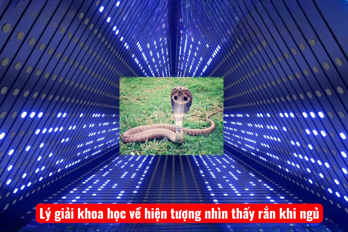 Lý giải khoa học về hiện tượng nhìn thấy rắn khi ngủ